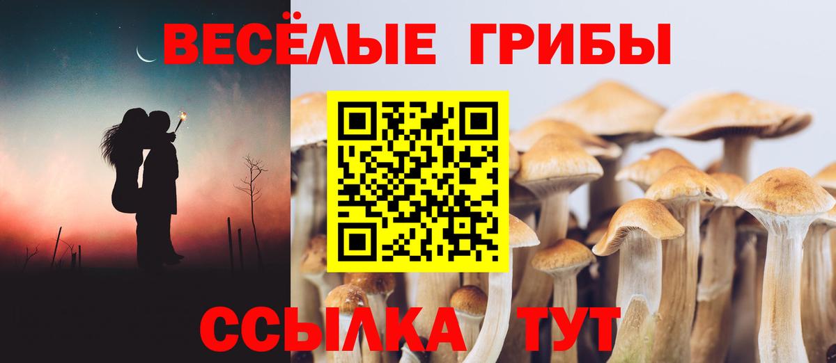 Псилоцибиновые грибы Cubensis Нерюнгри
